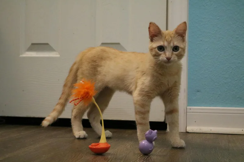 Lady Cat thumbnail 5