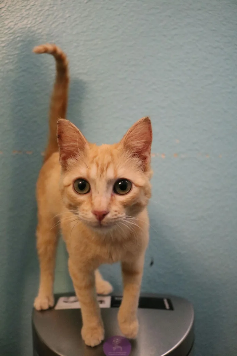 Lady Cat thumbnail 6