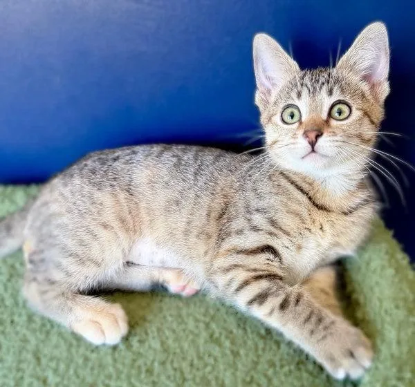 A baby small-sized female Domestic Short Hair cat named Jade for adoption in Bonsall, CA