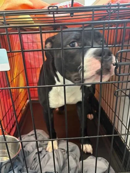 An adult large-sized male Mixed Breed dog named Cheer for adoption in West Chester, PA