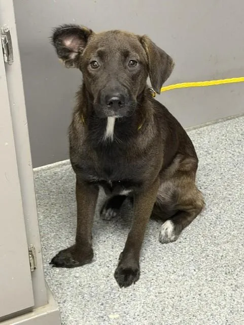 A young medium-sized female Labrador Retriever dog named Precious for adoption in Pasadena, TX