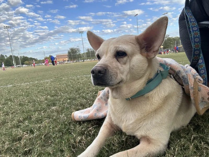 An adult large-sized female Chow Chow dog named Lemon Loaf for adoption in Winder, GA