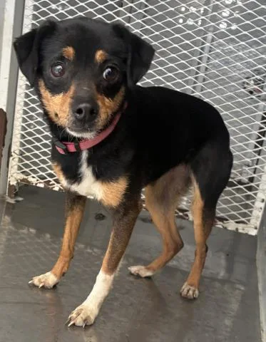 An adult small-sized female Manchester Terrier dog named Mia for adoption in Bakersfield, CA