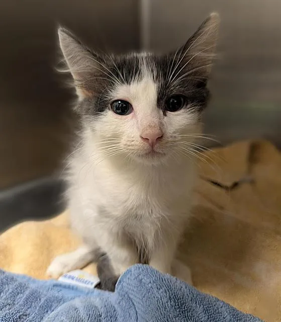A baby small-sized male Domestic Short Hair cat named Mouse for adoption in Sacramento, CA