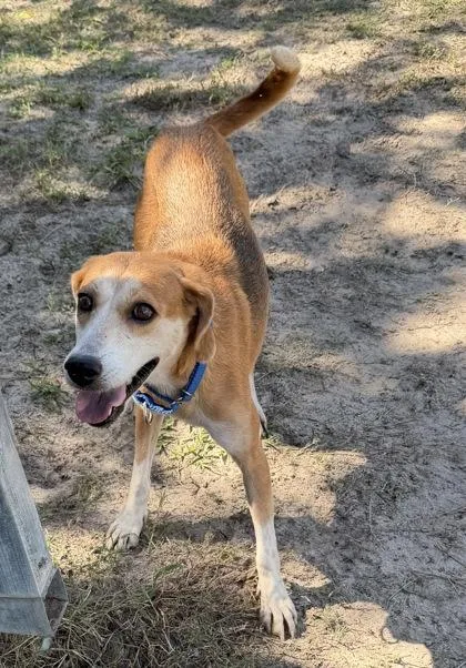 An adult medium-sized female Beagle dog named Banana for adoption in Inverness, FL