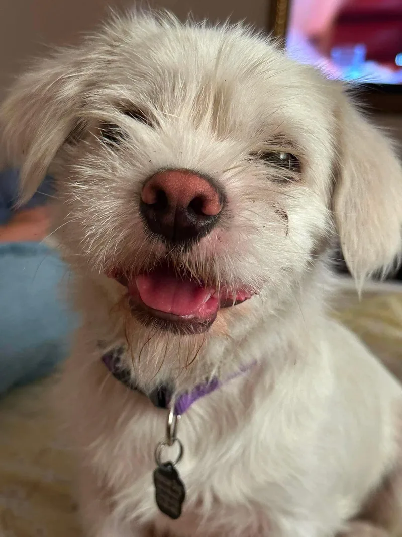 Falcor thumbnail 2