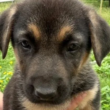 A young large-sized female Shepherd dog named Padme for adoption in Kansas City, MO
