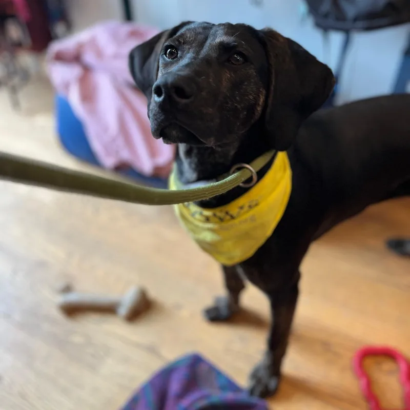 A young medium-sized male Black Mixed Breed dog named Igloo for adoption in Chicago, IL