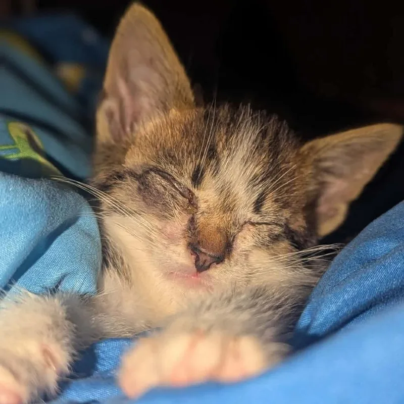 A baby small-sized male White Domestic Short Hair cat named Pixel for adoption in Melbourne, KY