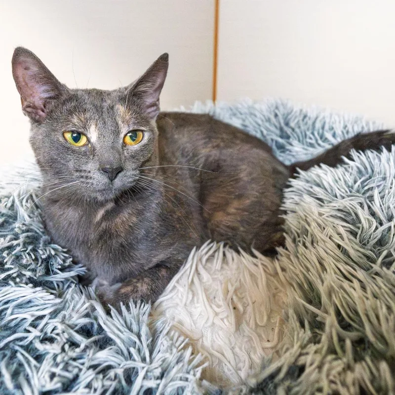A young medium-sized female Tortoiseshell Domestic Short Hair cat named Lira for adoption in South Elgin, IL