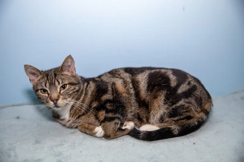An adult large-sized female Tabby (Brown / Chocolate) Domestic Short Hair cat named Daisy for adoption in Chicago, IL