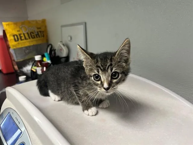 A baby small-sized male Domestic Short Hair cat named Narnia for adoption in Antioch, CA