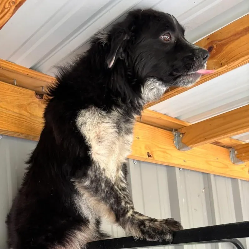 A young medium-sized female Black Terrier dog named Viola U for adoption in Tupelo, MS