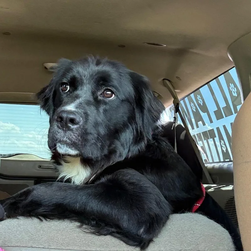 A young medium-sized female Black Labrador Retriever dog named Addison for adoption in Normal, IL