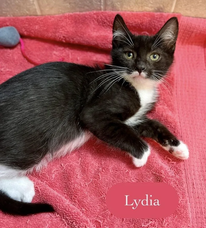 A baby small-sized female Black & White / Tuxedo Domestic Short Hair cat named Lydia for adoption in Chalfont, PA
