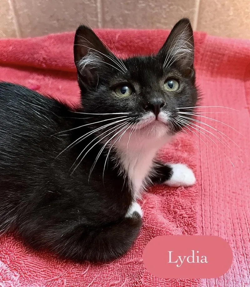 Lydia thumbnail 3