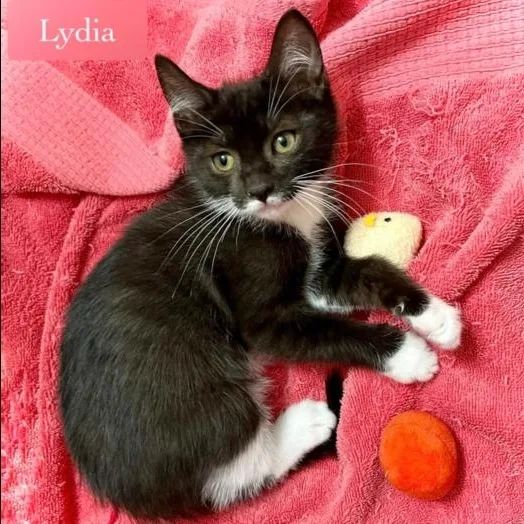 Lydia thumbnail 4