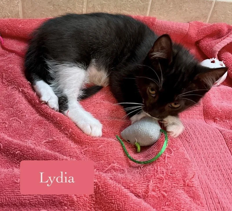 Lydia thumbnail 6