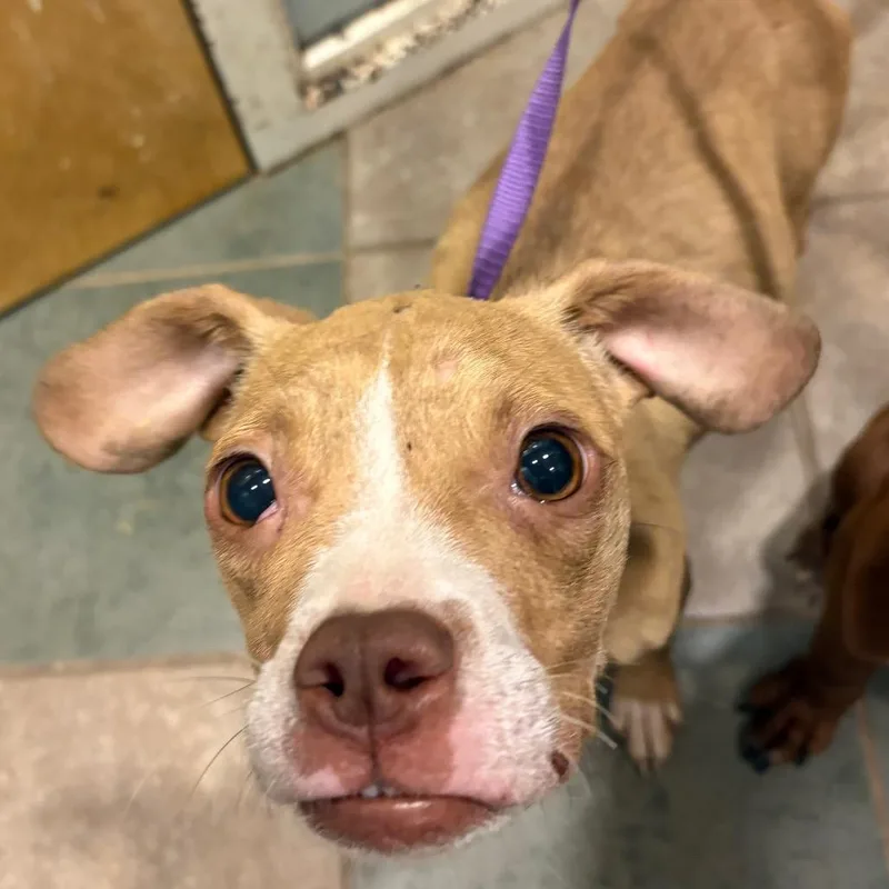 A young small-sized female Yellow / Tan / Blond / Fawn Mixed Breed dog named Butter Bean for adoption in Chattanooga, TN