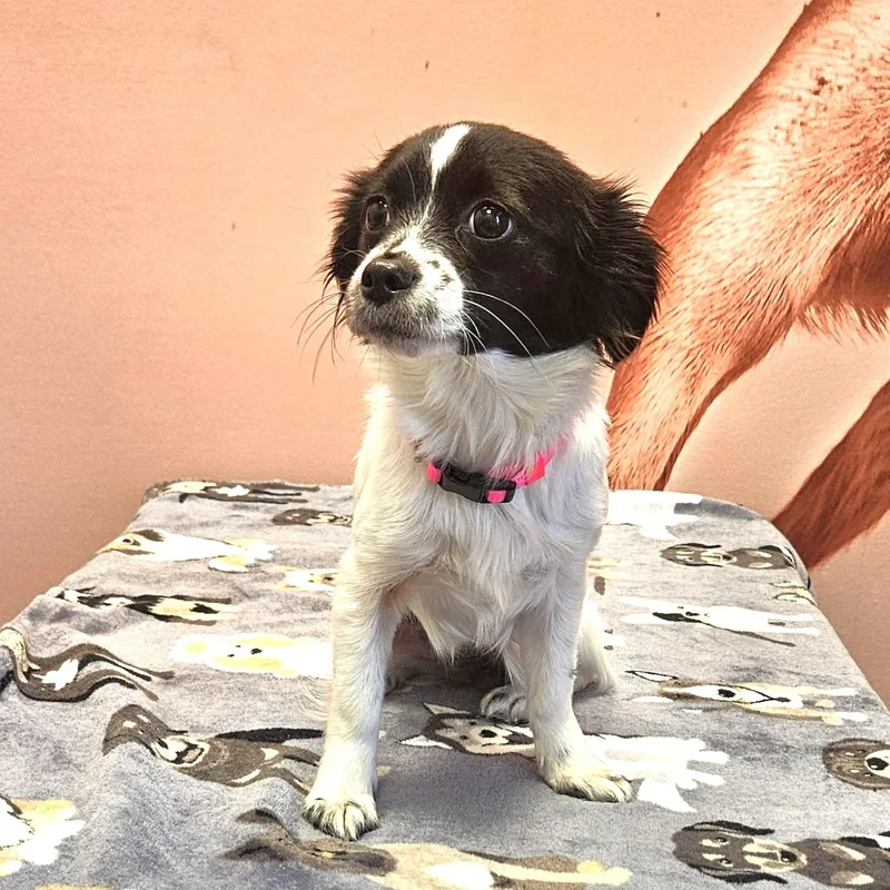 A young small-sized female Black Chihuahua dog named Magpie Justice for adoption in Dallas, TX