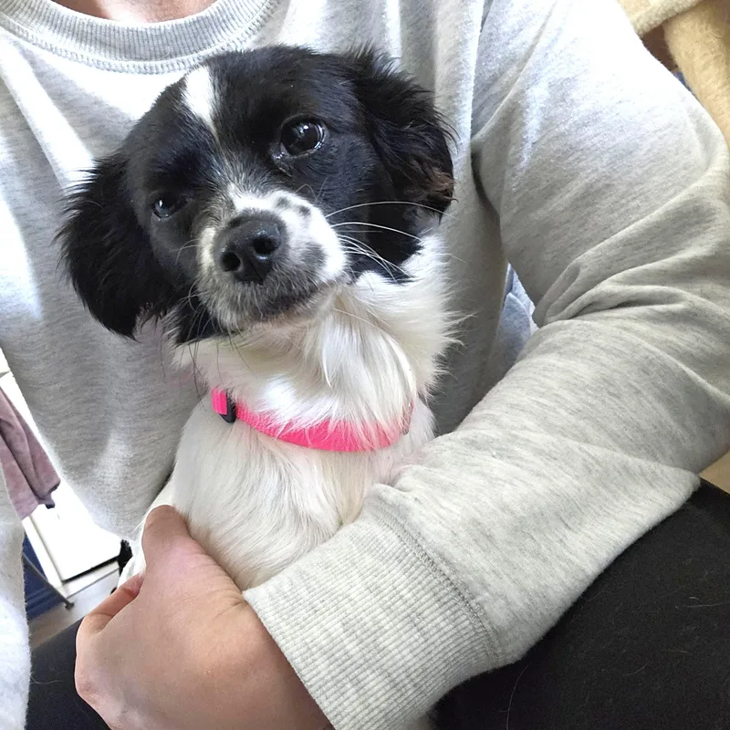 Magpie Justice thumbnail 2