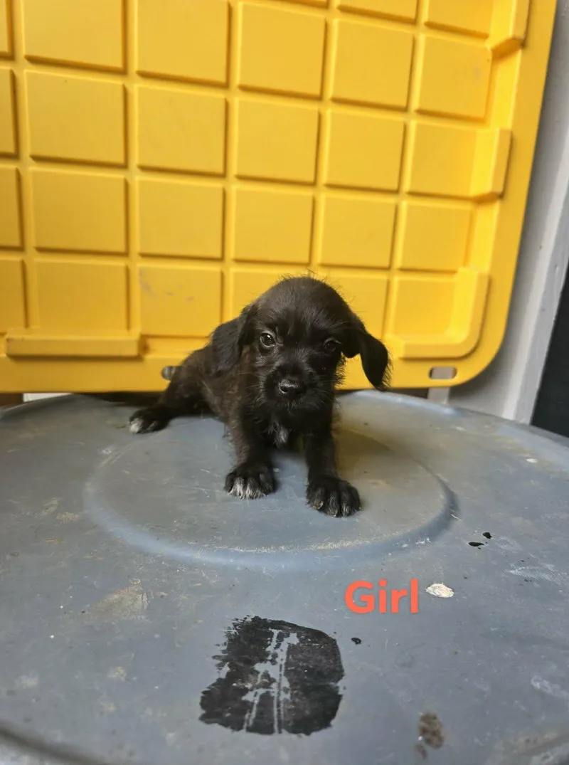 A baby small-sized female Terrier dog named Eclipse for adoption in Gainesville, VA