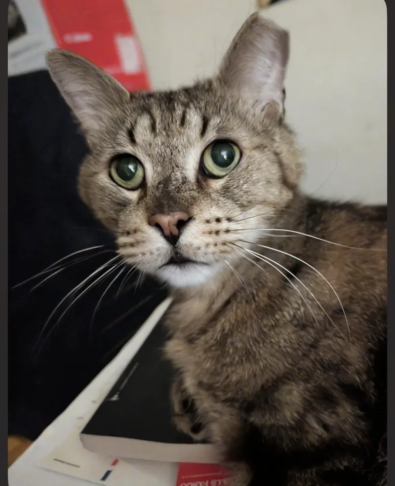 Simon Elderpaws thumbnail 2