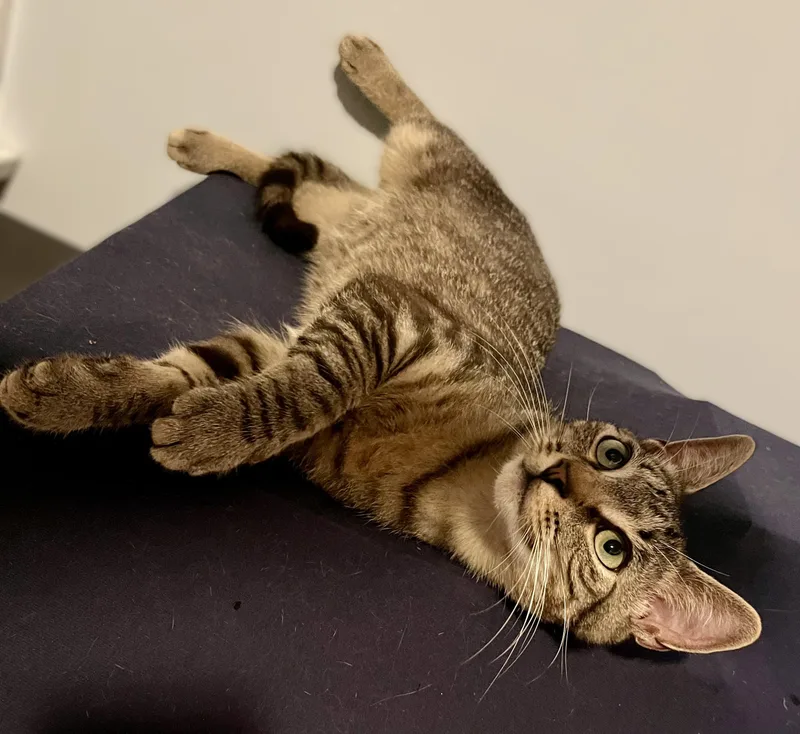 A young medium-sized male Tabby (Brown / Chocolate) Domestic Short Hair cat named Roger for adoption in Rocky Hill, CT