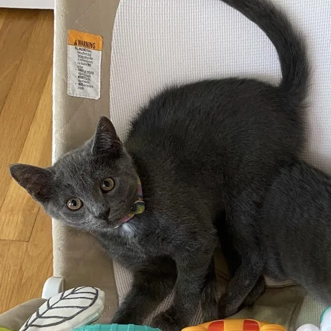 A young small-sized female Domestic Short Hair cat named Butterfly for adoption in Stokesdale, NC