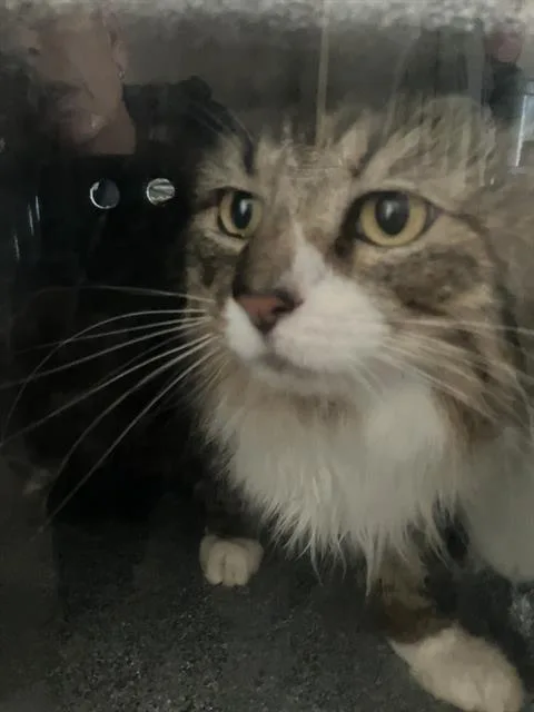 A young large-sized male Domestic Long Hair cat named Lucy for adoption in Dallas, TX