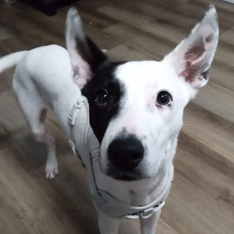 Valentino thumbnail 2