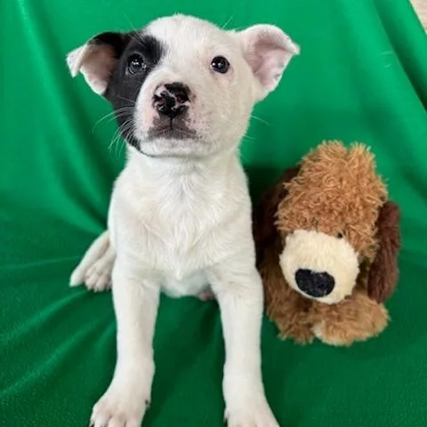 Valentino thumbnail 3