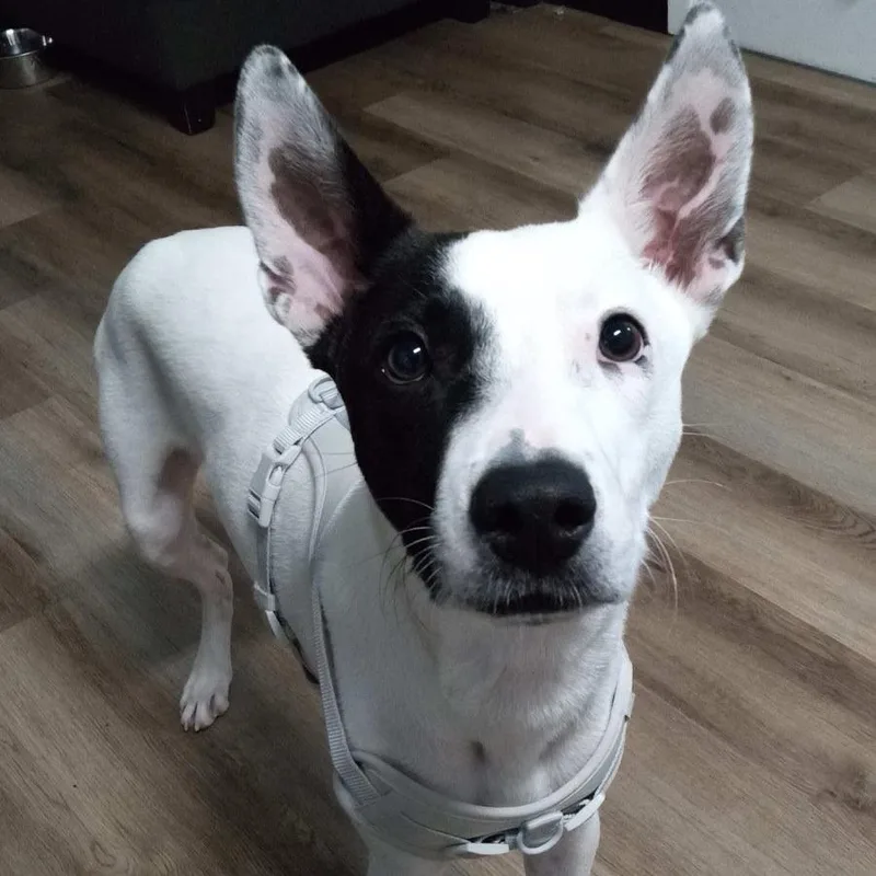 Valentino thumbnail 4