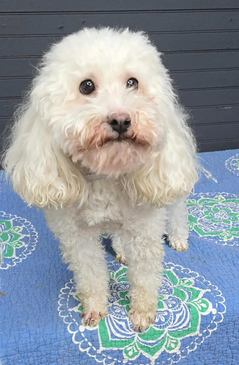 A senior small-sized male Poodle dog named Mario for adoption in Newport, TN