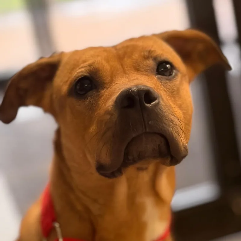 An adult medium-sized female Brown / Chocolate Mixed Breed dog named Gretel for adoption in Lake Jackson, TX