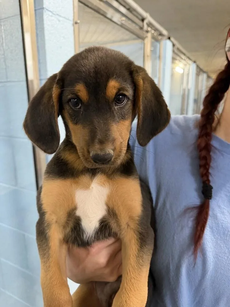 A baby large-sized male Tricolor (Brown, Black, & White) Hound dog named Kristoff for adoption in Sedalia, CO