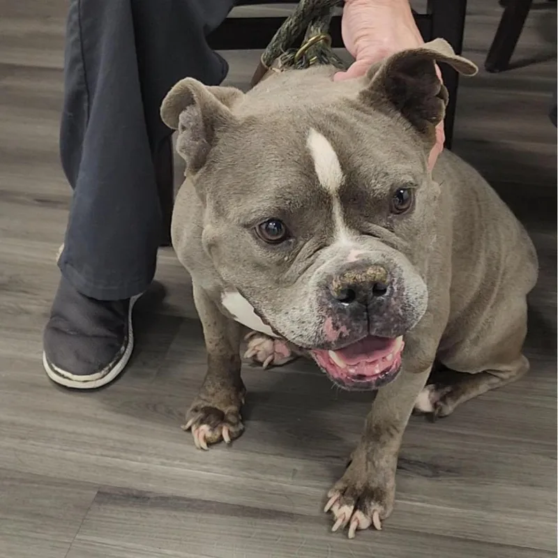 An adult medium-sized female Gray / Blue / Silver American Bulldog dog named Yorkstray for adoption in York, PA
