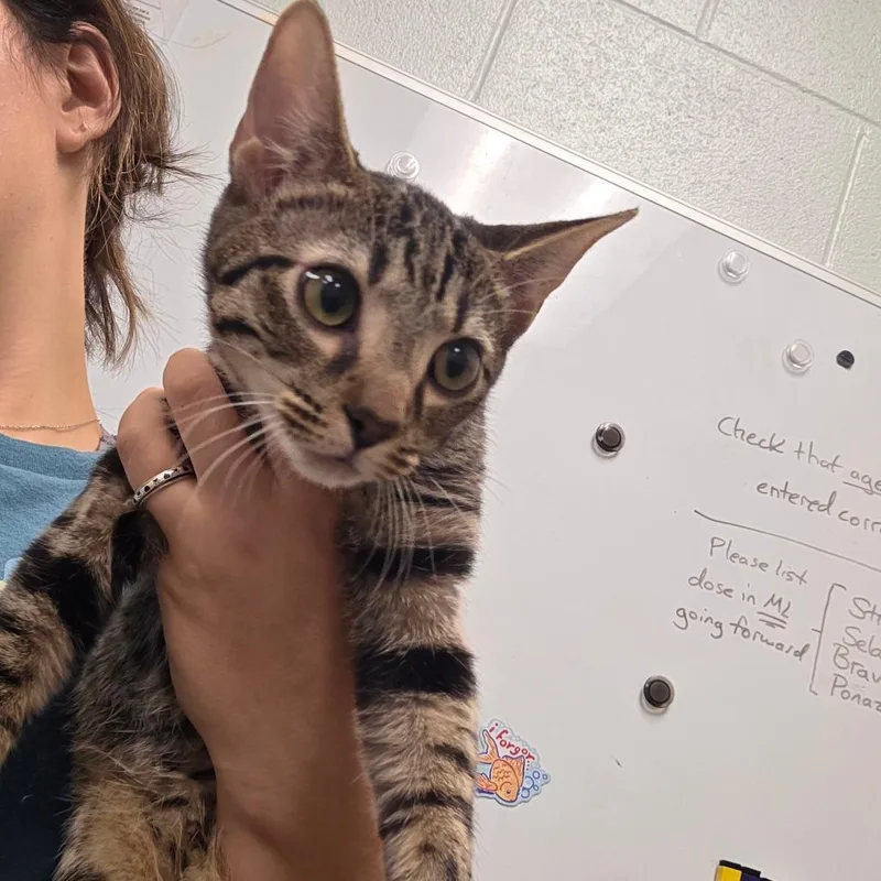 A baby medium-sized female Brown / Chocolate Domestic Short Hair cat named Po for adoption in Chattanooga, TN