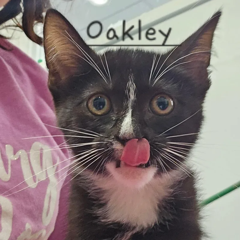 A baby small-sized female Black Domestic Short Hair cat named Oakley for adoption in Rocky Mount, VA