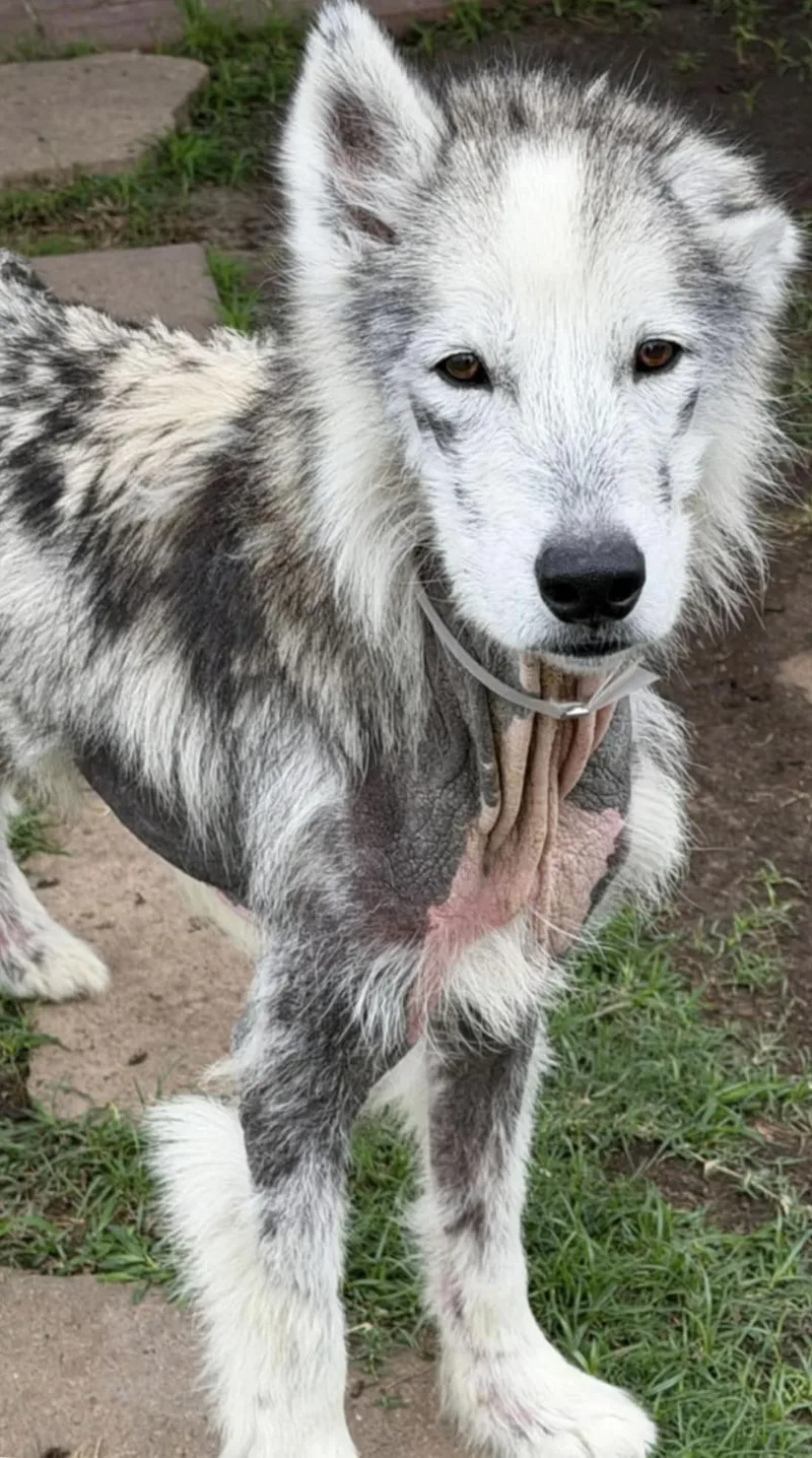 An adult large-sized male Husky dog named Chad for adoption in Kankakee, IL