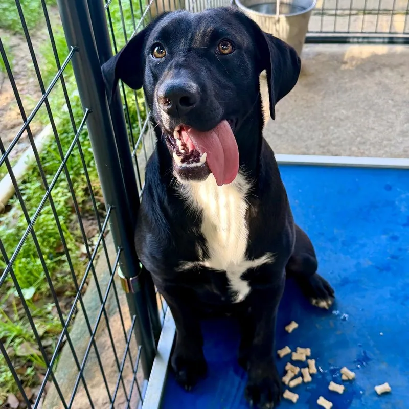 A young medium-sized female Labrador Retriever dog named Little Lady for adoption in Marianna, FL
