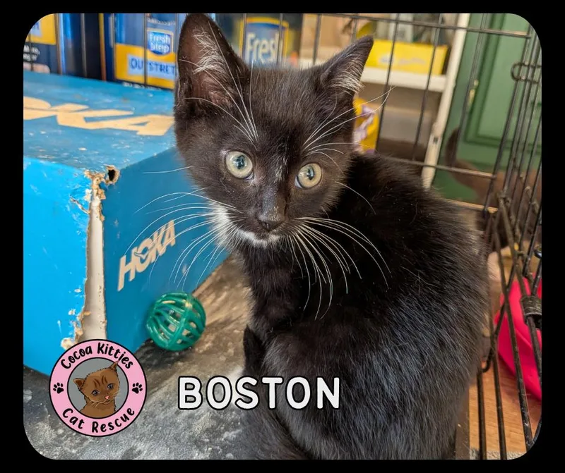 Boston