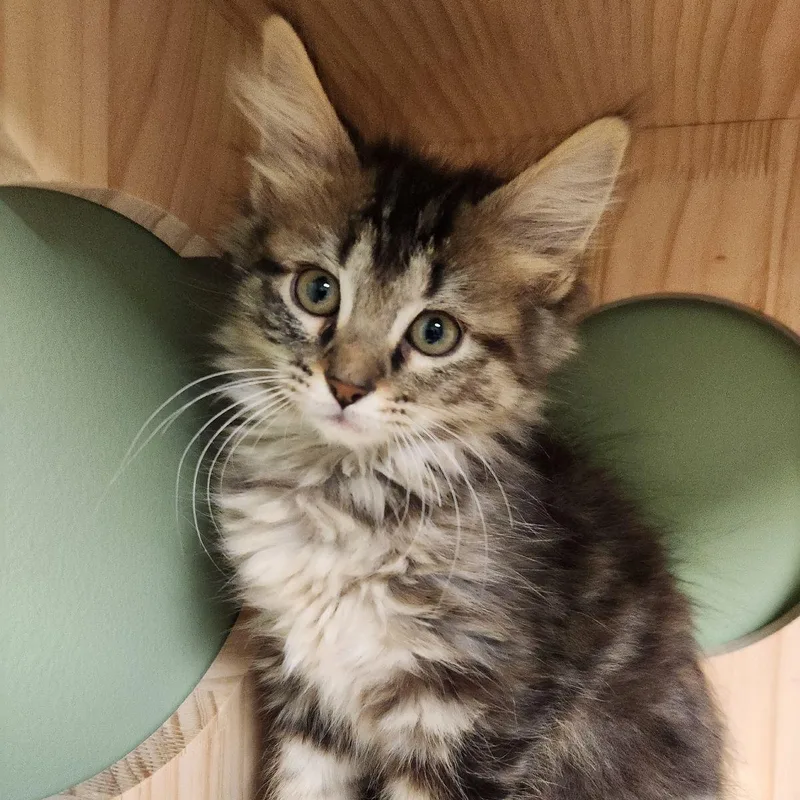 A baby medium-sized female Domestic Long Hair cat named Pearl Krabs for adoption in Liberty, MO