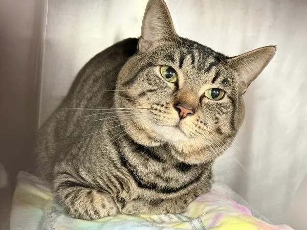 An adult medium-sized male Domestic Short Hair cat named Poseidon for adoption in New York, NY
