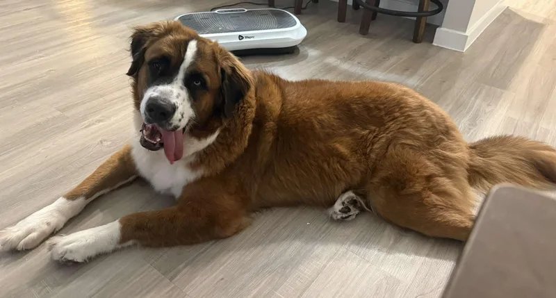 An adult large-sized male Tricolor (Brown, Black, & White) Saint Bernard dog named Teddy bear for adoption in McKinney, TX