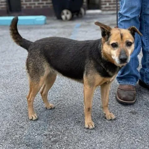 An adult medium-sized female Black Mixed Breed dog named Jenny for adoption in Alexandria, VA