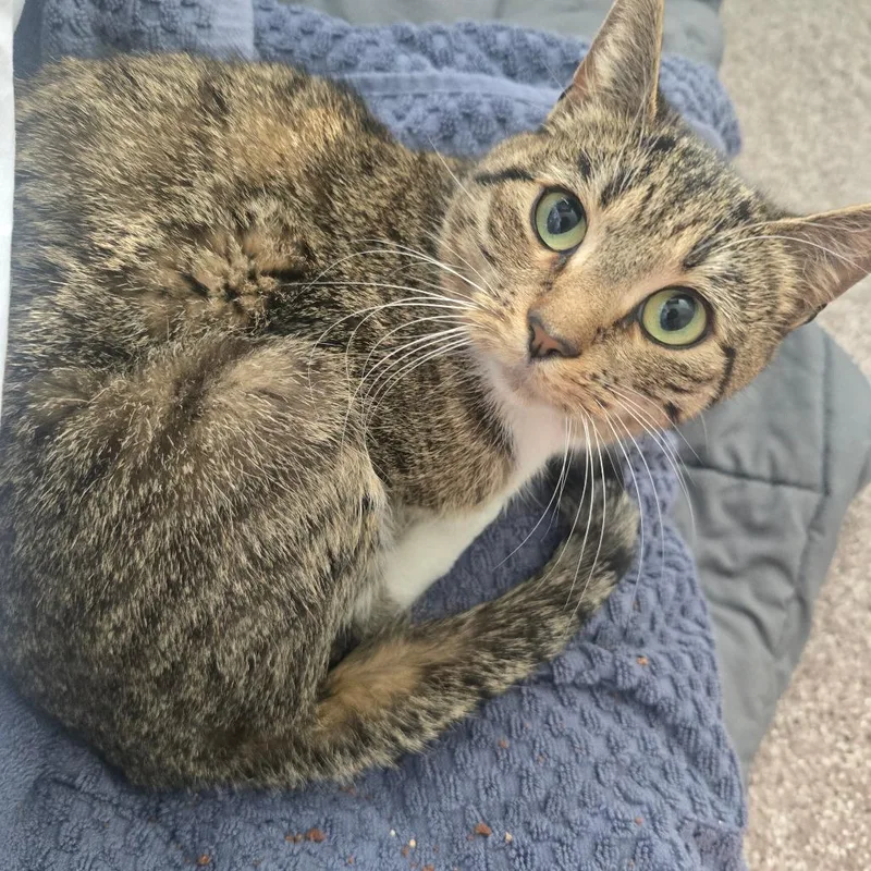 An adult small-sized female Brown / Chocolate Domestic Short Hair cat named Tilly Tiner for adoption in Eagle Mountain, UT