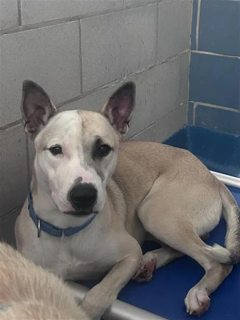 A young large-sized male Mixed Breed dog named Rosco for adoption in Dallas, TX