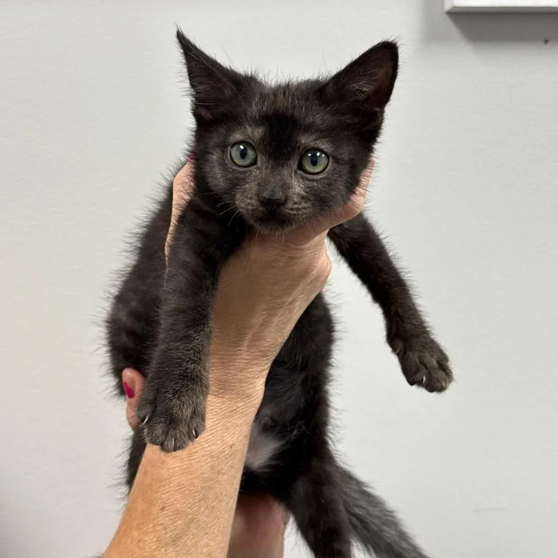 A baby small-sized female Black Domestic Short Hair cat named Kisses for adoption in Spring Hill, KS
