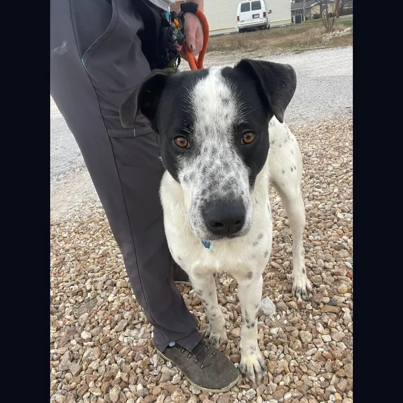 An adult large-sized male White / Cream Hound dog named Ziggy for adoption in Springfield, MO